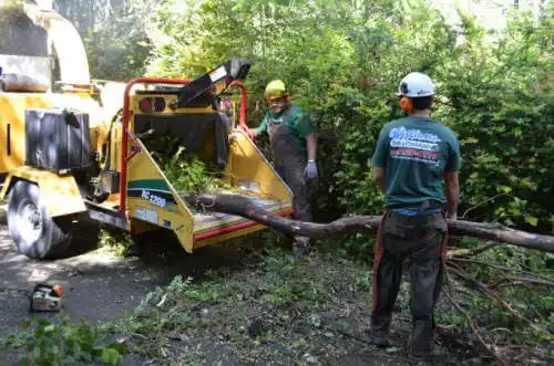 tree services San Lucas